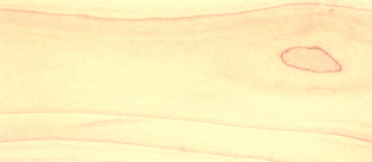 Yellow poplar1